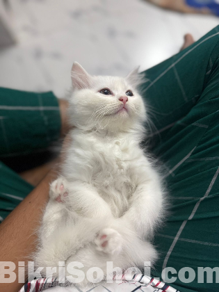 Traditional pure persian male kitten